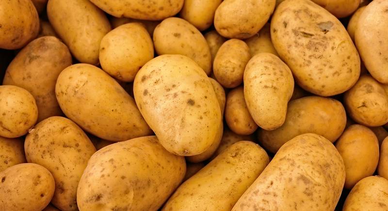 ТОП-10 рекомендаций, как избежать вырождения картофеля