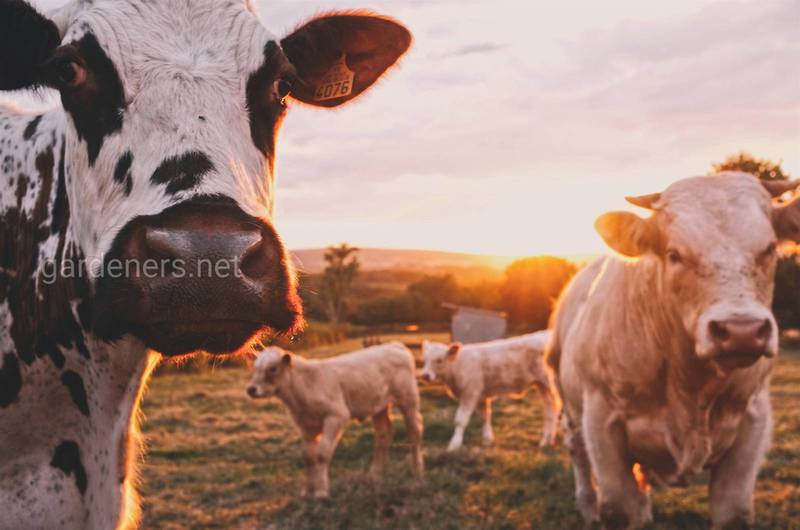 Чому виникає кетоз у корів?