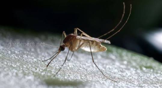 Лихорадка Западного Нила - заболевание, которое передают комары от зараженной птицы