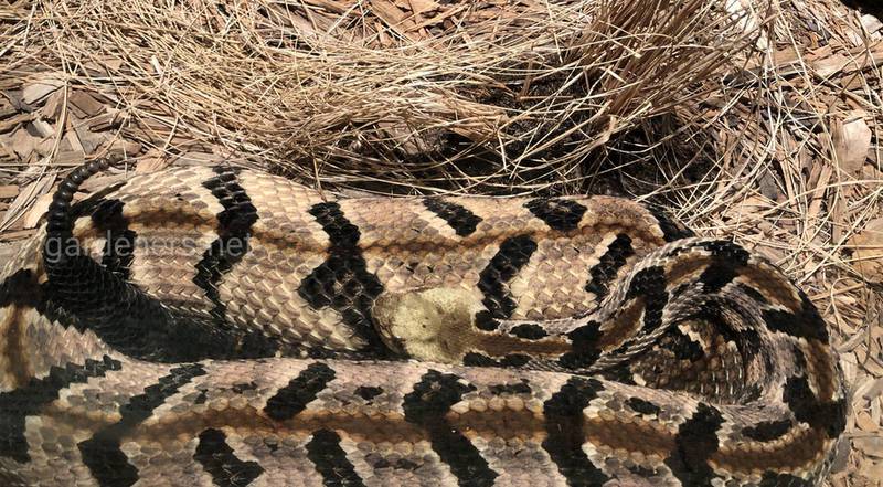 Гремучая змея. Canebrake rattlesnake in Florida (Crotalus horridus)