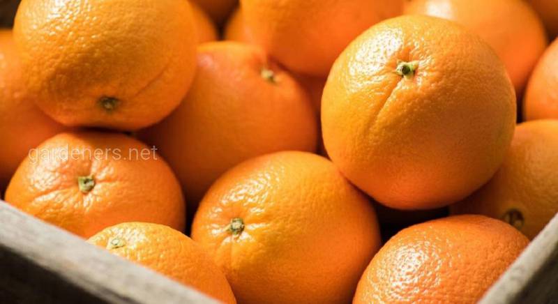 9 цікавих фактів про апельсини