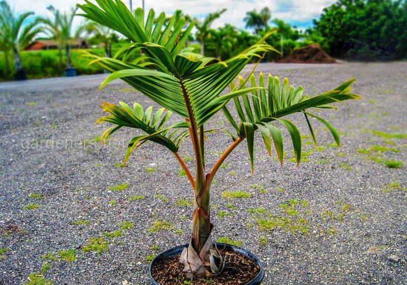 Короткий опис догляду за пальмою гіофорба