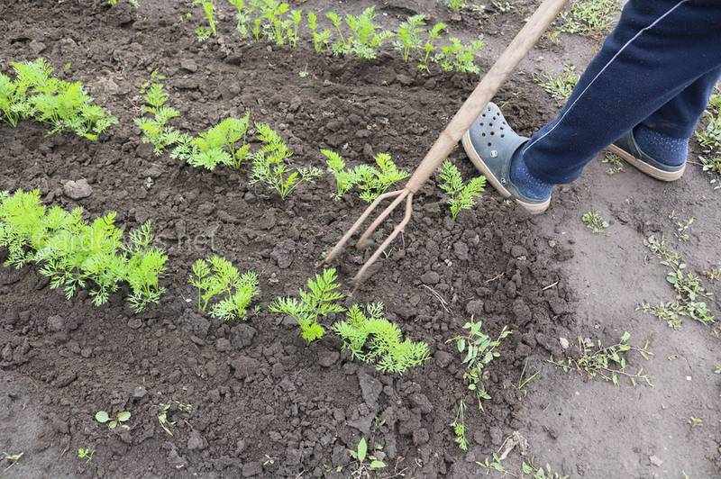 Как подготовить почву для посадки моркови?