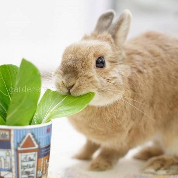 Жиры в питании кроликов: какое необходимо количество?