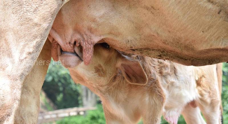 Небезпека маститу для дійних корів і способи його лікування