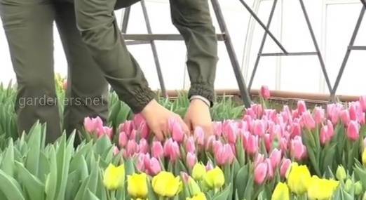 Две тысячи голландских тюльпанов