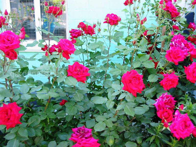 Як доглядати за трояндами, щоб вони росли здоровими та розкішними?