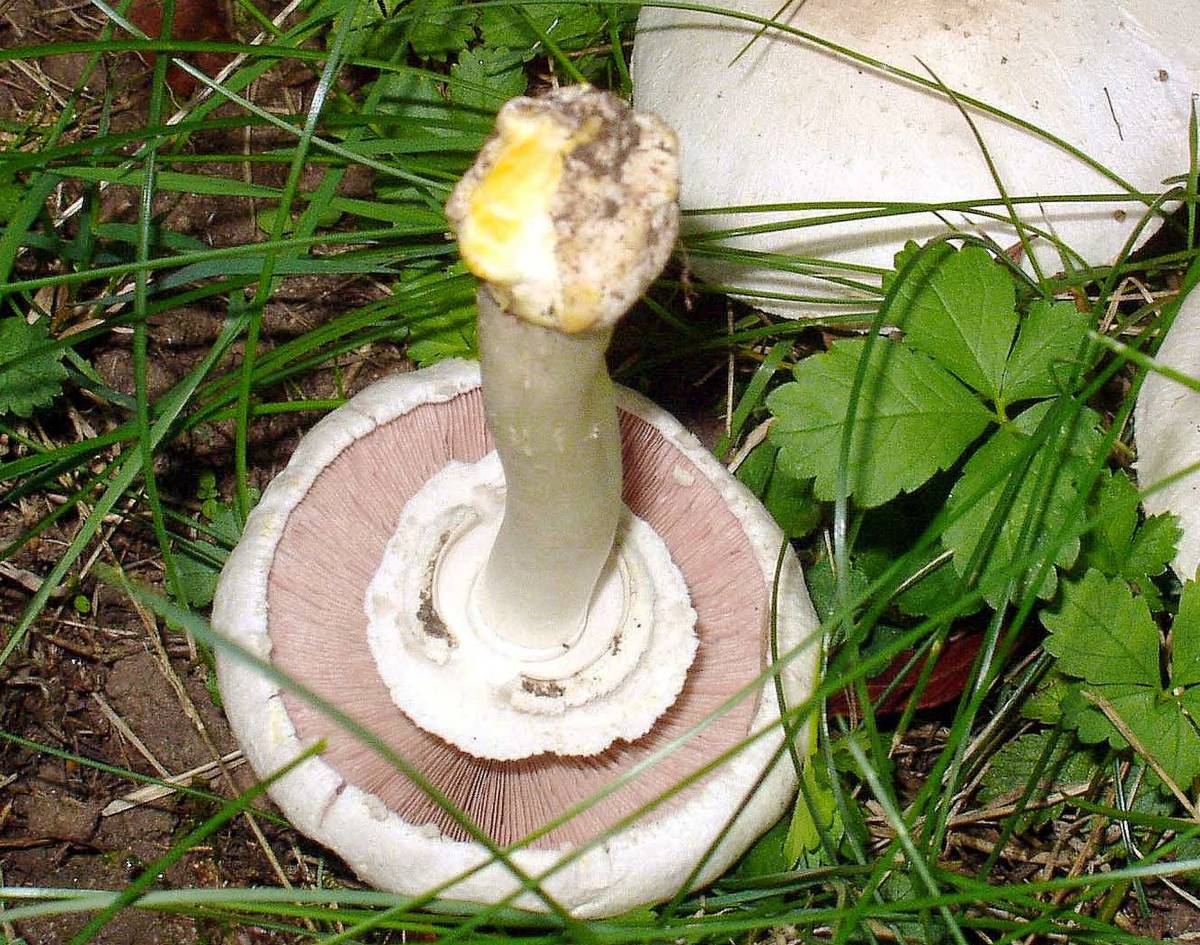 Шампиньон желтокожий грибы