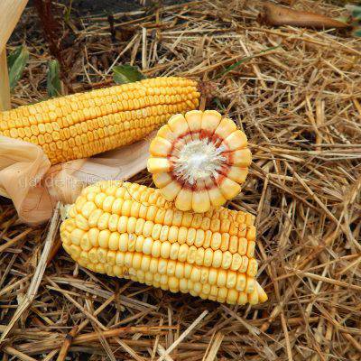 Корисні властивості кукурудзяної крупи