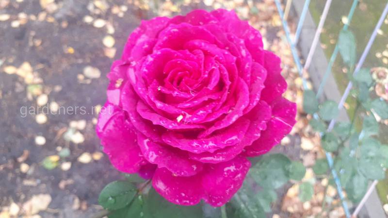 Роза блестящая