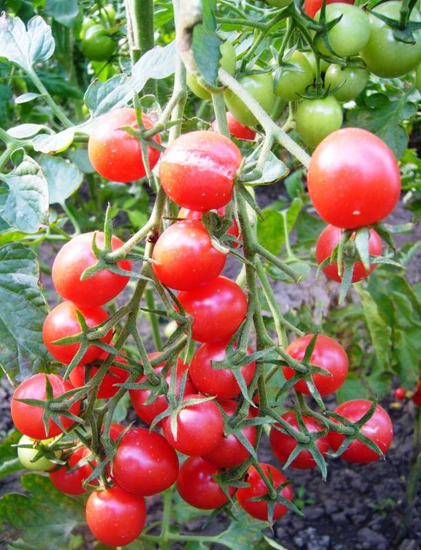 Як правильно прищіпувати, підв'язувати та збирати помідори чері?