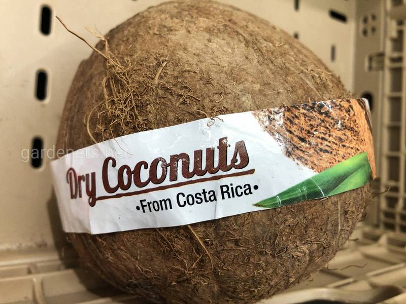 Как использовать кокосовое волокно при производстве клубники?