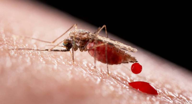 Малярия - опасное трансмиссивное заболевание. Причины, симптомы, лечение.