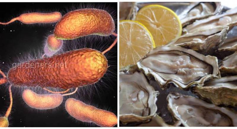 Острая пищевая инфекция, связанная с употреблением морепродуктов - вибриоз