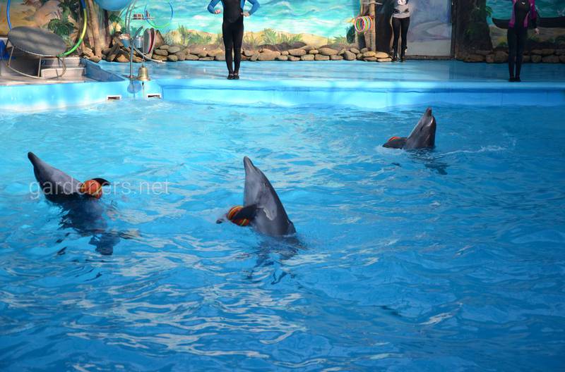 5 фактов, о том как живут дельфины 