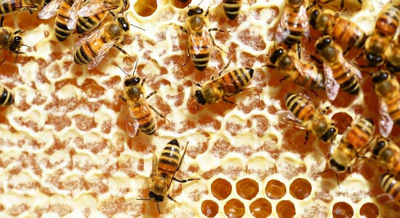 Как создается мед: сбор нектара, обработка и созревания меда
