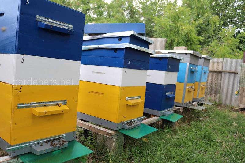 Какие работы необходимо выполнить пчеловоду в августе?