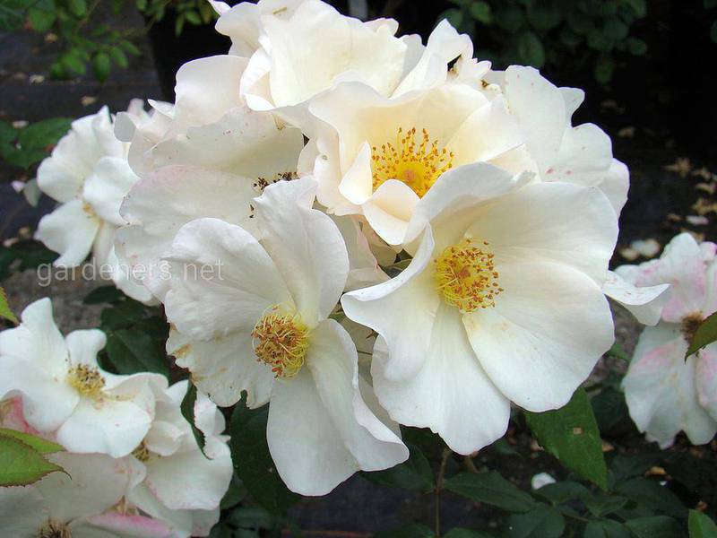 Как защитить розы от мучнистой росы и пероноспороза?