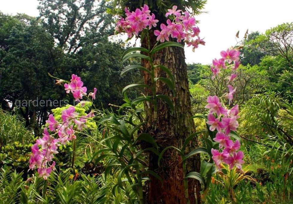 Эпифитные орхидеи