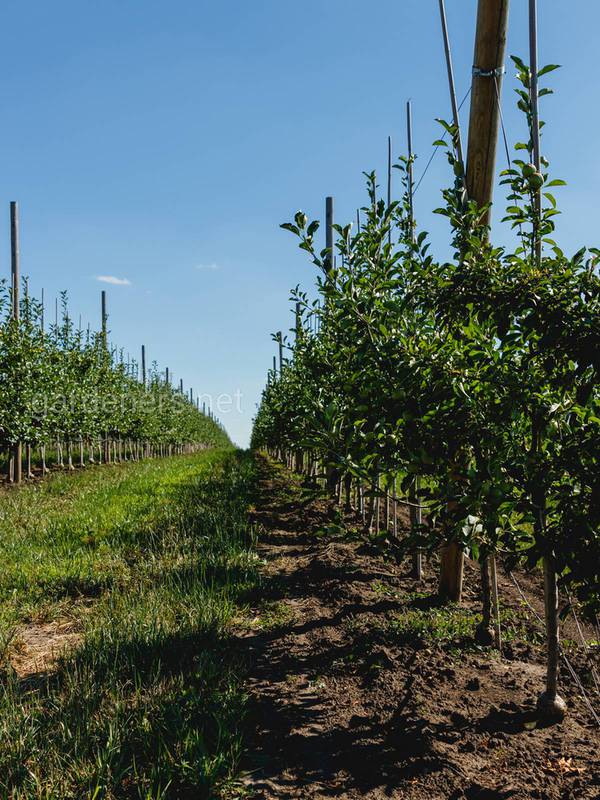 Застосування світловідбиваючої фольги для поліпшення якості яблук в інтенсивному виробництві!