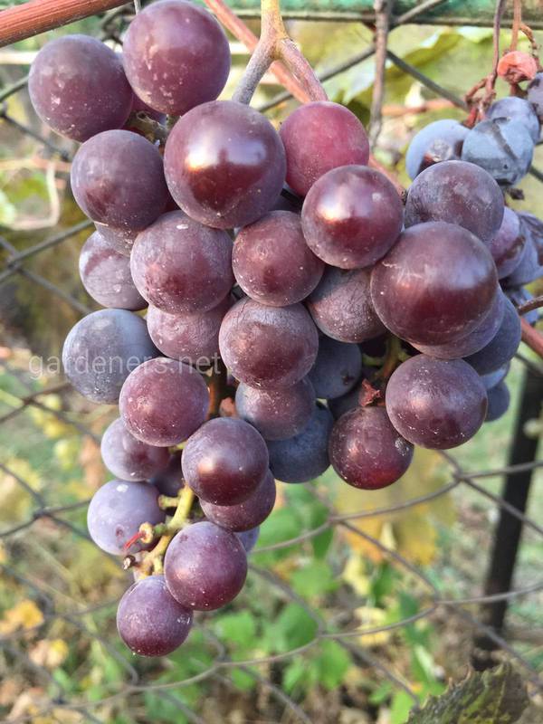 Які властивості столових сортів винограду?