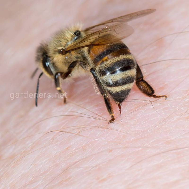 Что за болезнь американский пчелиный гнилец? Как заподозрить?