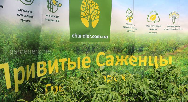 «Chandler Trees» - украинский производитель и реализатор саженцев ореха сорта «Chandler»