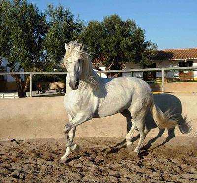 Картезианец лошадь