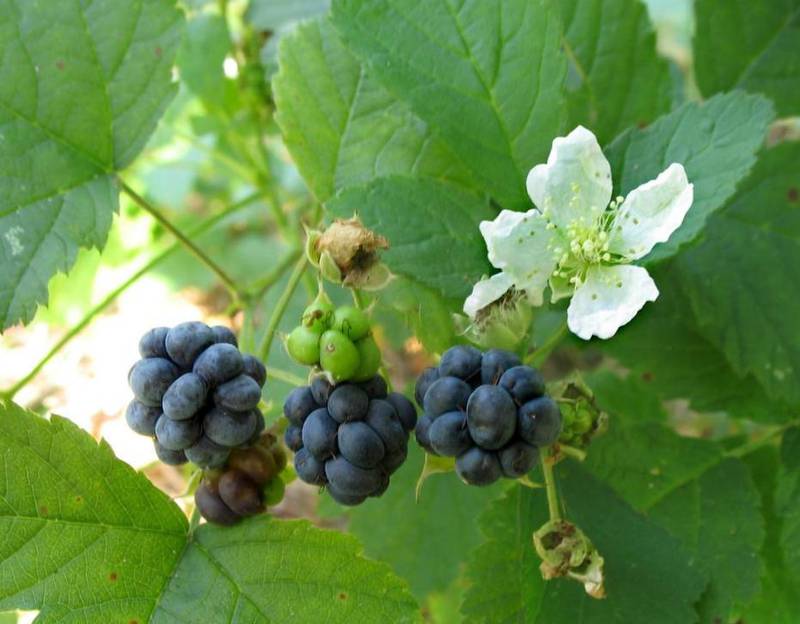 Ежевика сизая