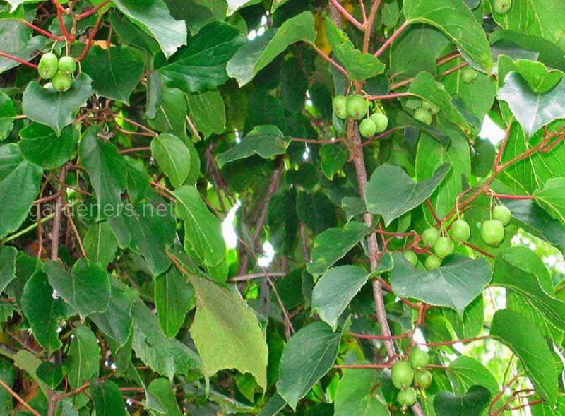 Актинидия деликатесная