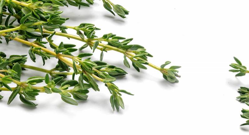 Чебрец, или тимьян – интересное и уникальное растение