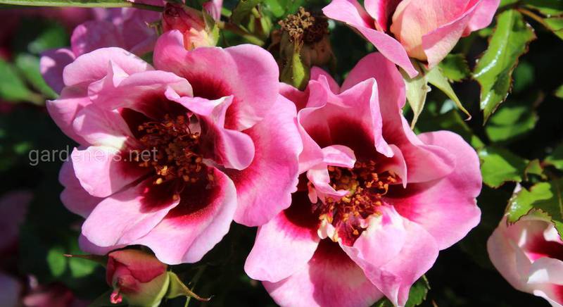 Какие бывают гибриды персидской розы — описание популярных сортов