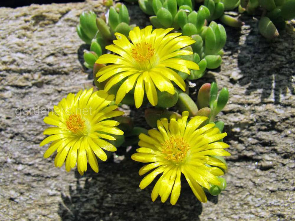 Mesembryanthemum nubigenum