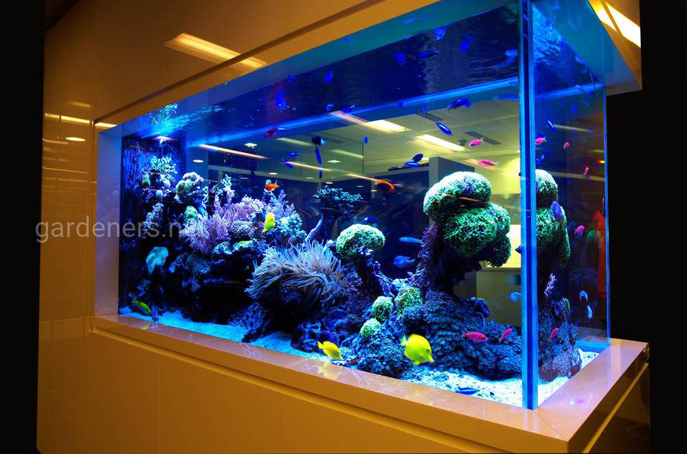 Декоративні акваріуми