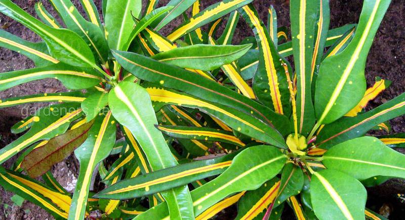 Кротон: види і сортовий ряд рослини з строкатими листками