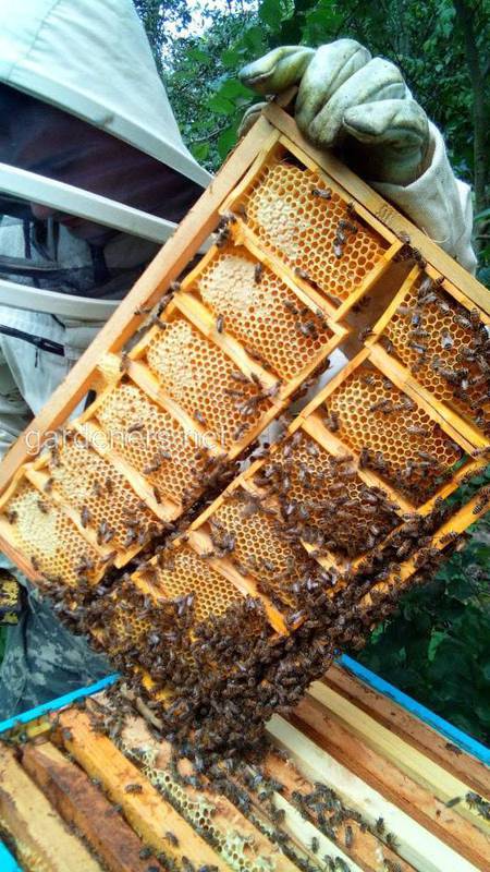 Как предотвратить и лечить пчел от варроа?