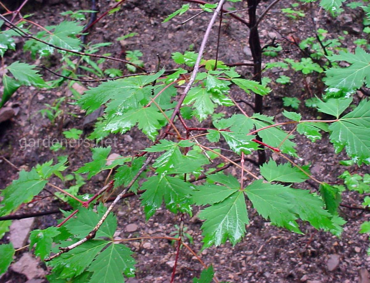 Клен голый ( Acer glabrum douglasii