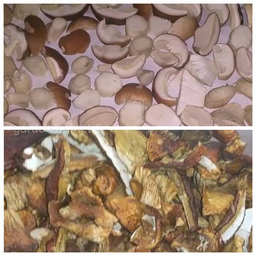 Сушка грибов в духовке