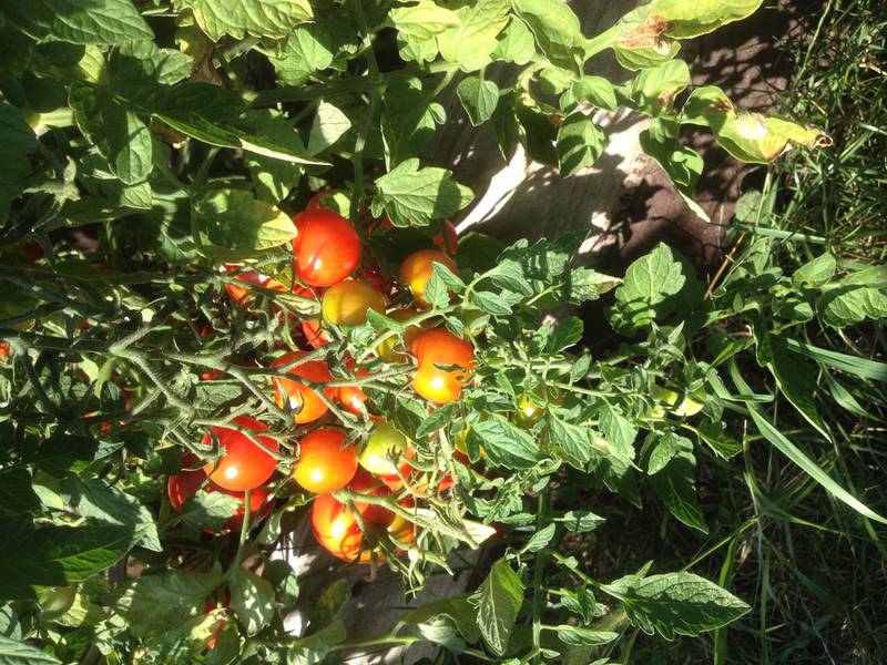 Почему трескается плодоножка томатов?