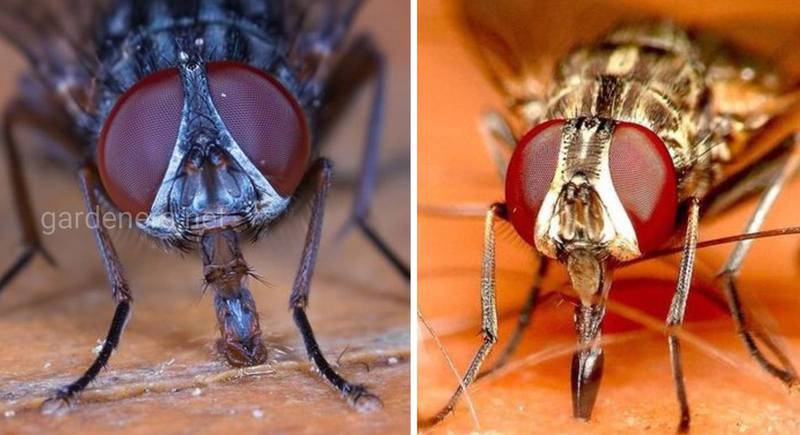 Інфекції, що переносять відомі нам мухи