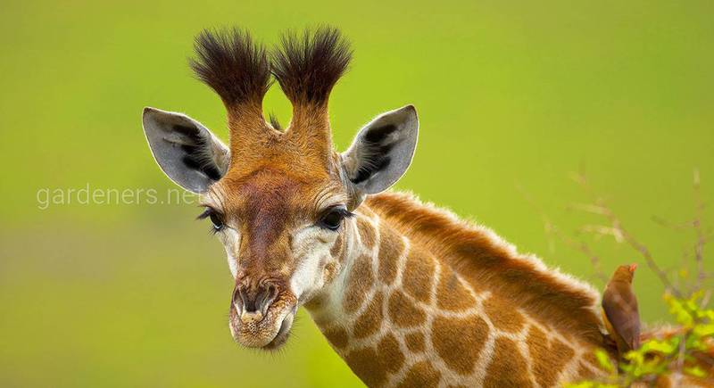 Цікаві факти про жирафа 