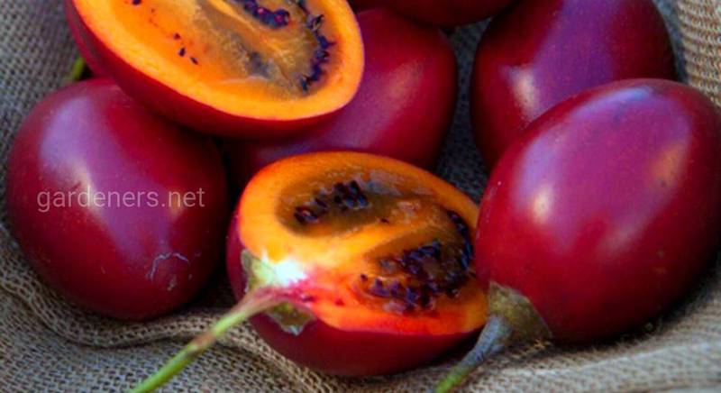 Как успешно выращивать тропический фрукт - тамарилло(томатное дерево)?