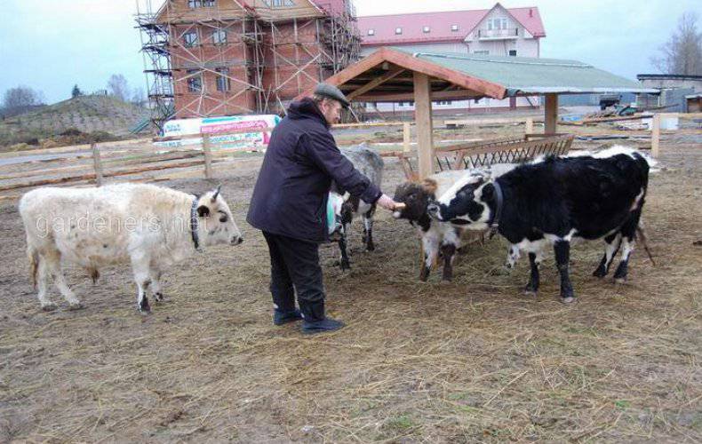 Якутские мини-коровы