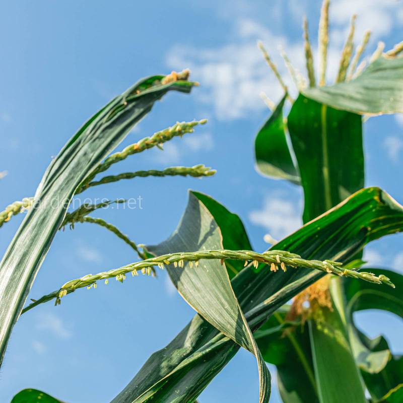 Какие агротехнические мероприятия применяются в борьбе с кукурузным жуком!