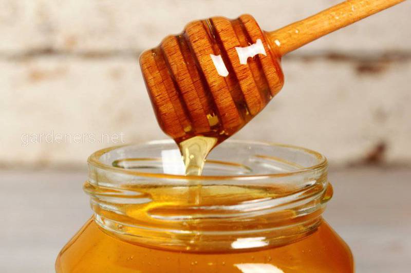 Мед (мёд) 