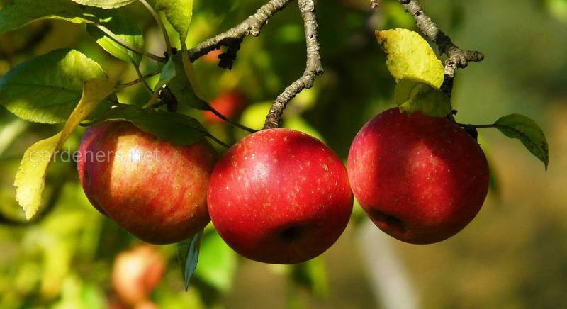 Уход за старой яблоней.  Как омолодить яблоню с помощью обрезки?
