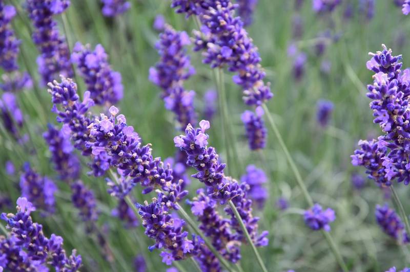 Лаванда