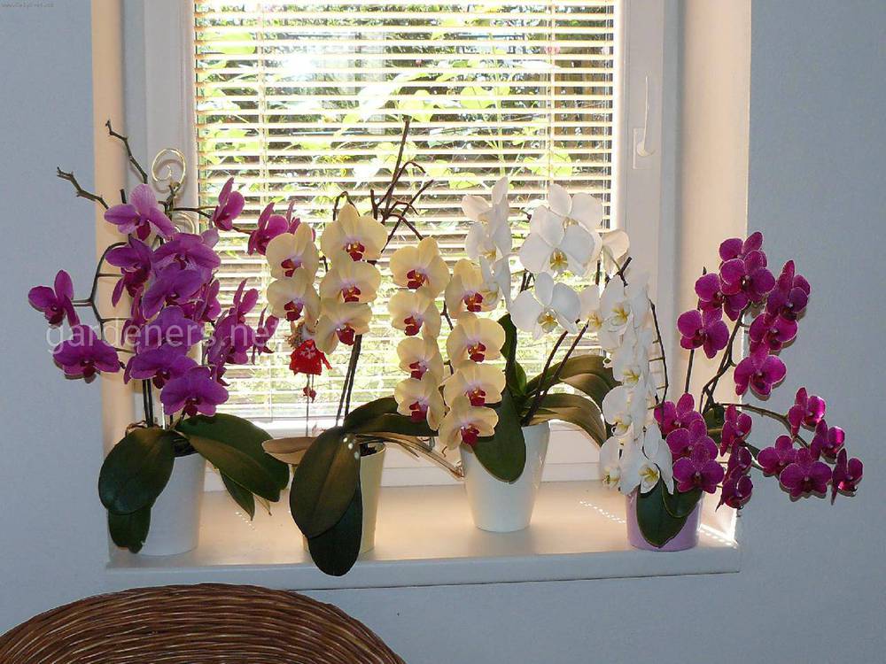орхидеи в доме