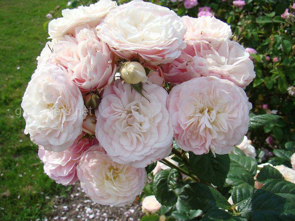 Rosa Bouquet Parfait