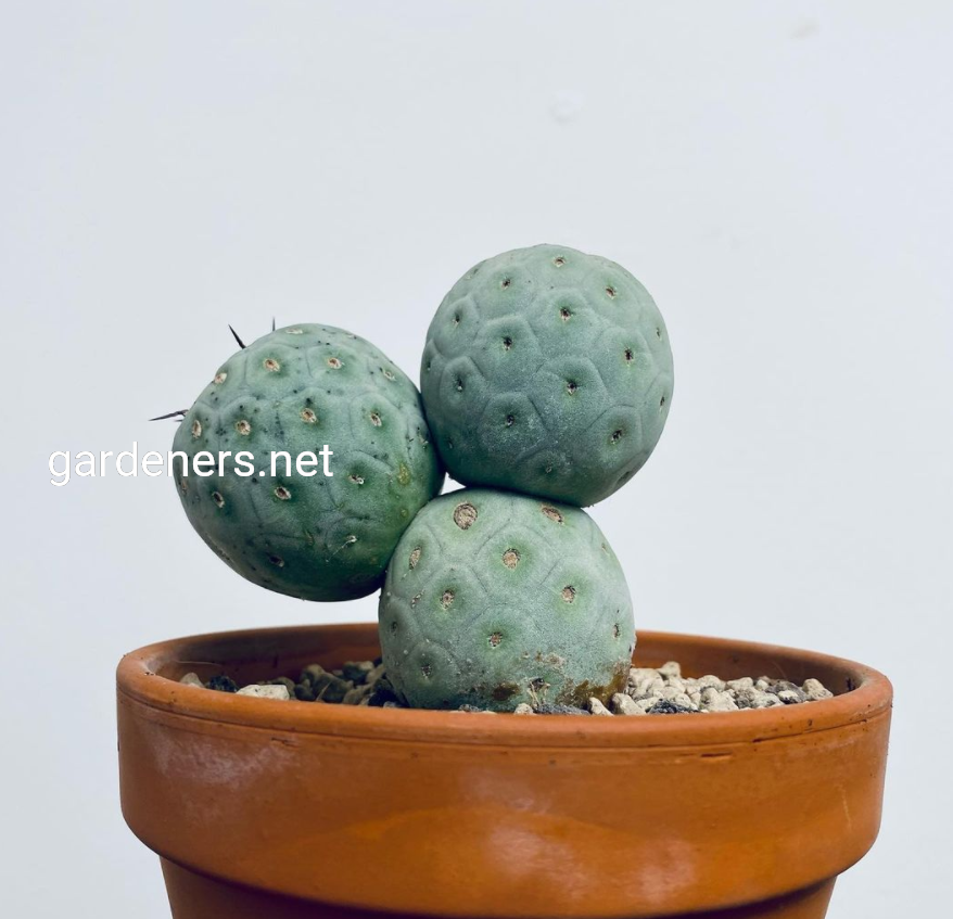 Tephrocactus